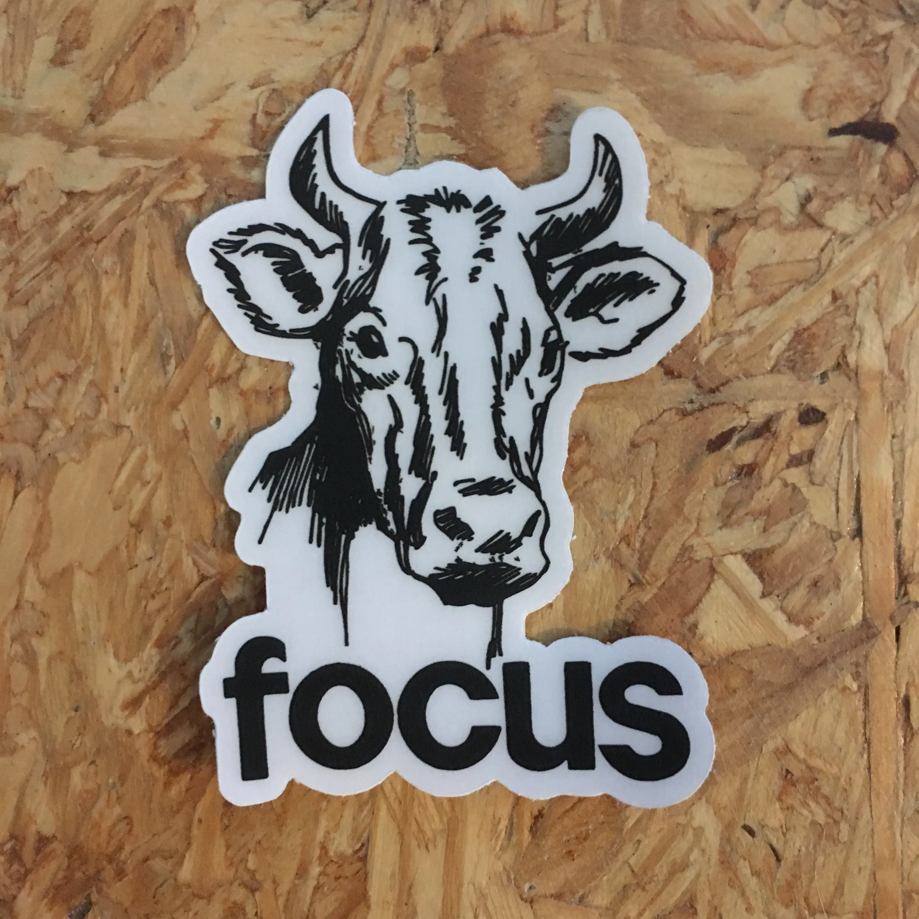 Focus Cow Sticker